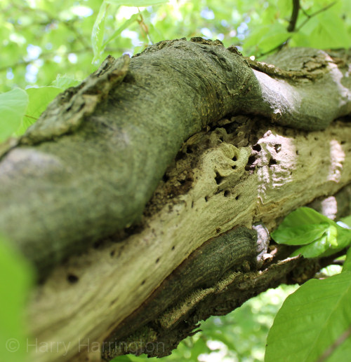 beech deadwood